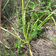 Image of Nuttall's deathcamas