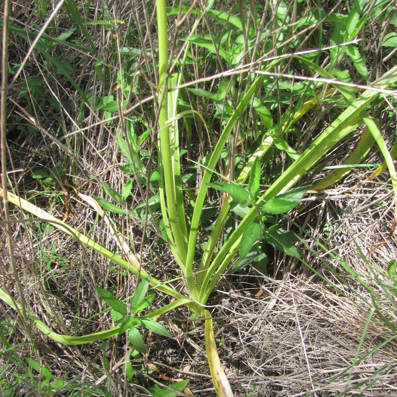 Image of Nuttall's deathcamas