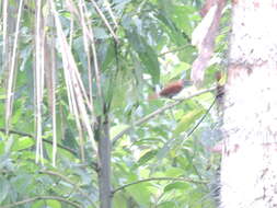 Image of Lined Antshrike