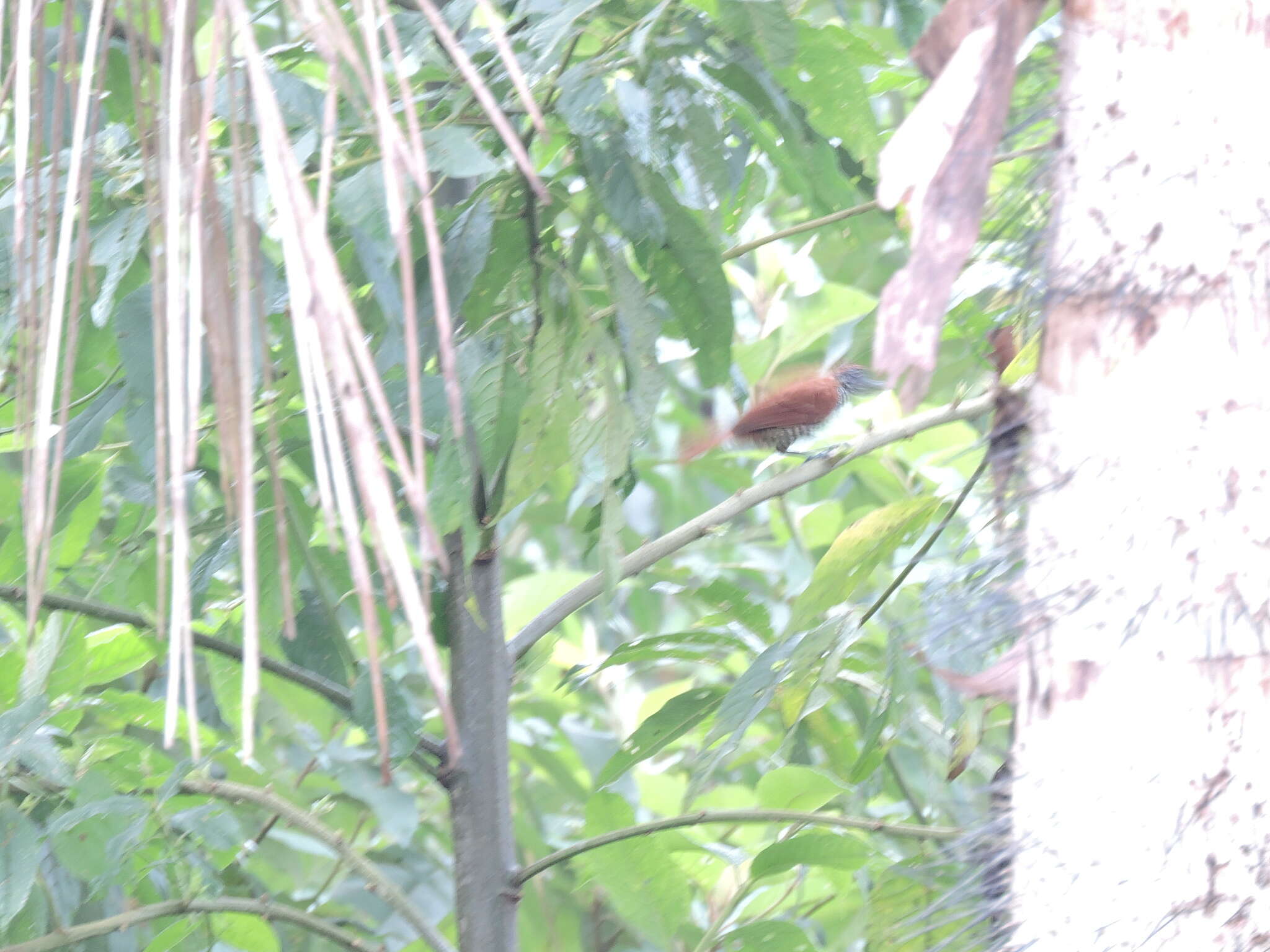 Image of Lined Antshrike