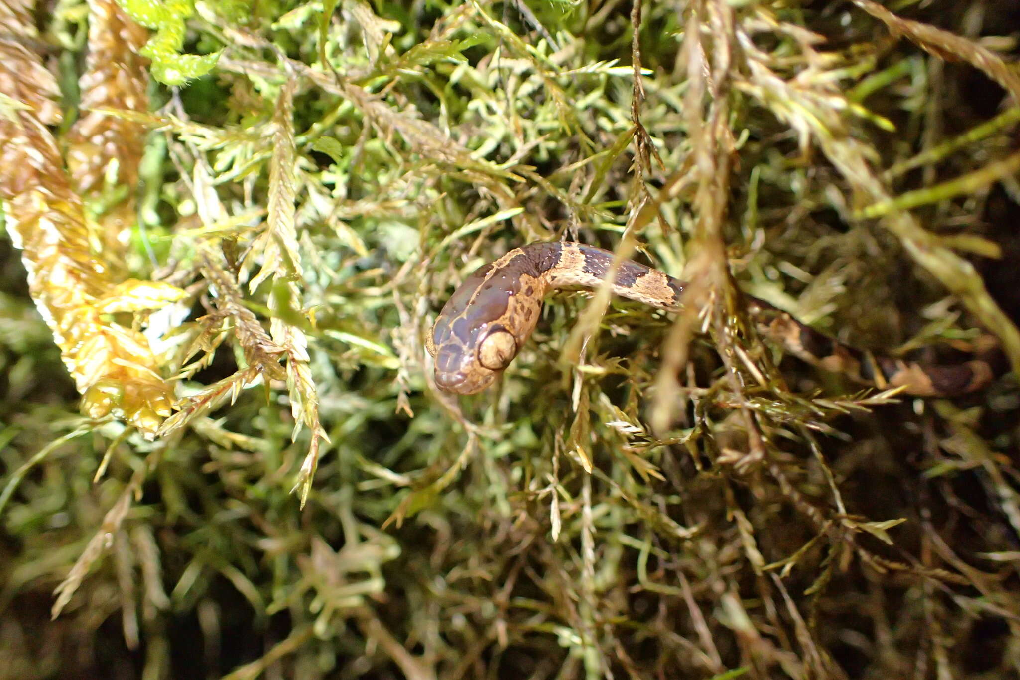 Image of Blunthead Tree Snake