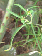 Imagem de Euphorbia heterophylla var. cyathophora (Murray) Griseb.