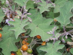 Image of Solanum violaceum Ortega