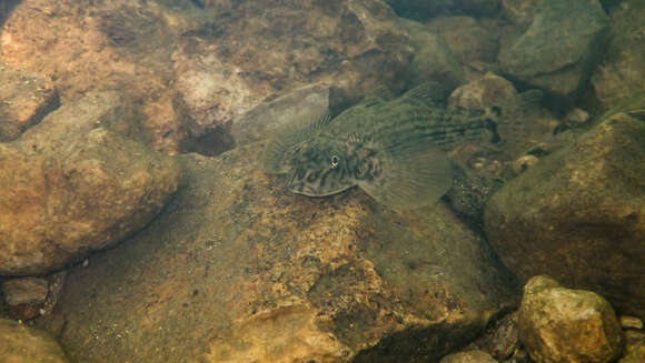 Image of loach gobies