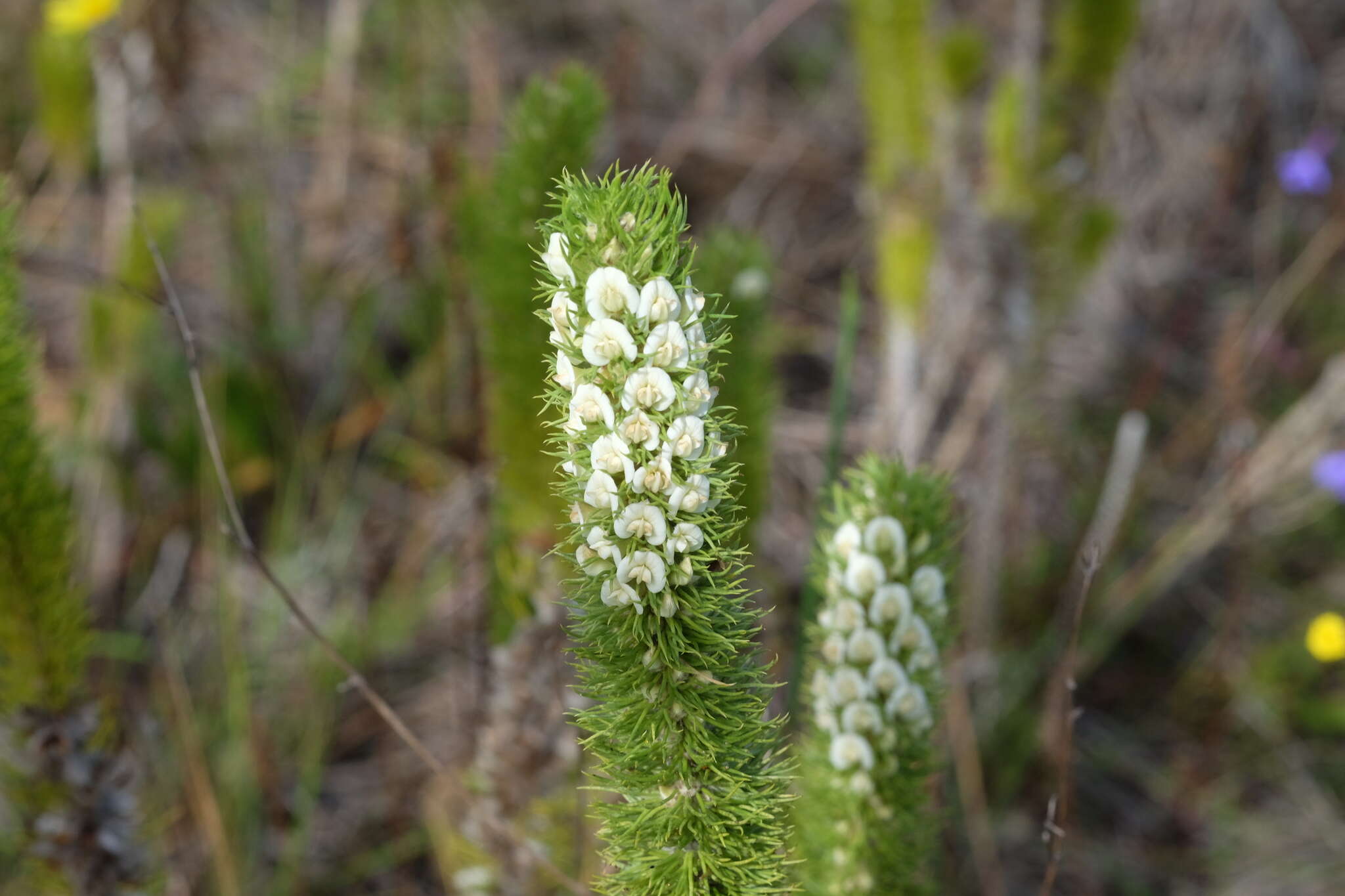 Imagem de Aspalathus incurvifolia Walp.