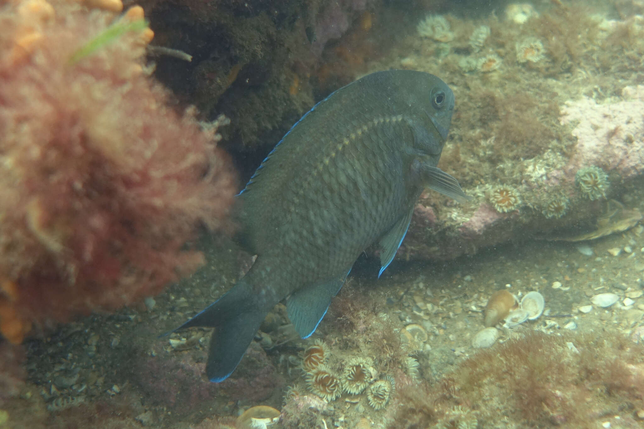 Image of Common scalyfin