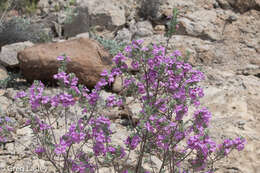 Image de Leucophyllum frutescens (Berl.) I. M. Johnston