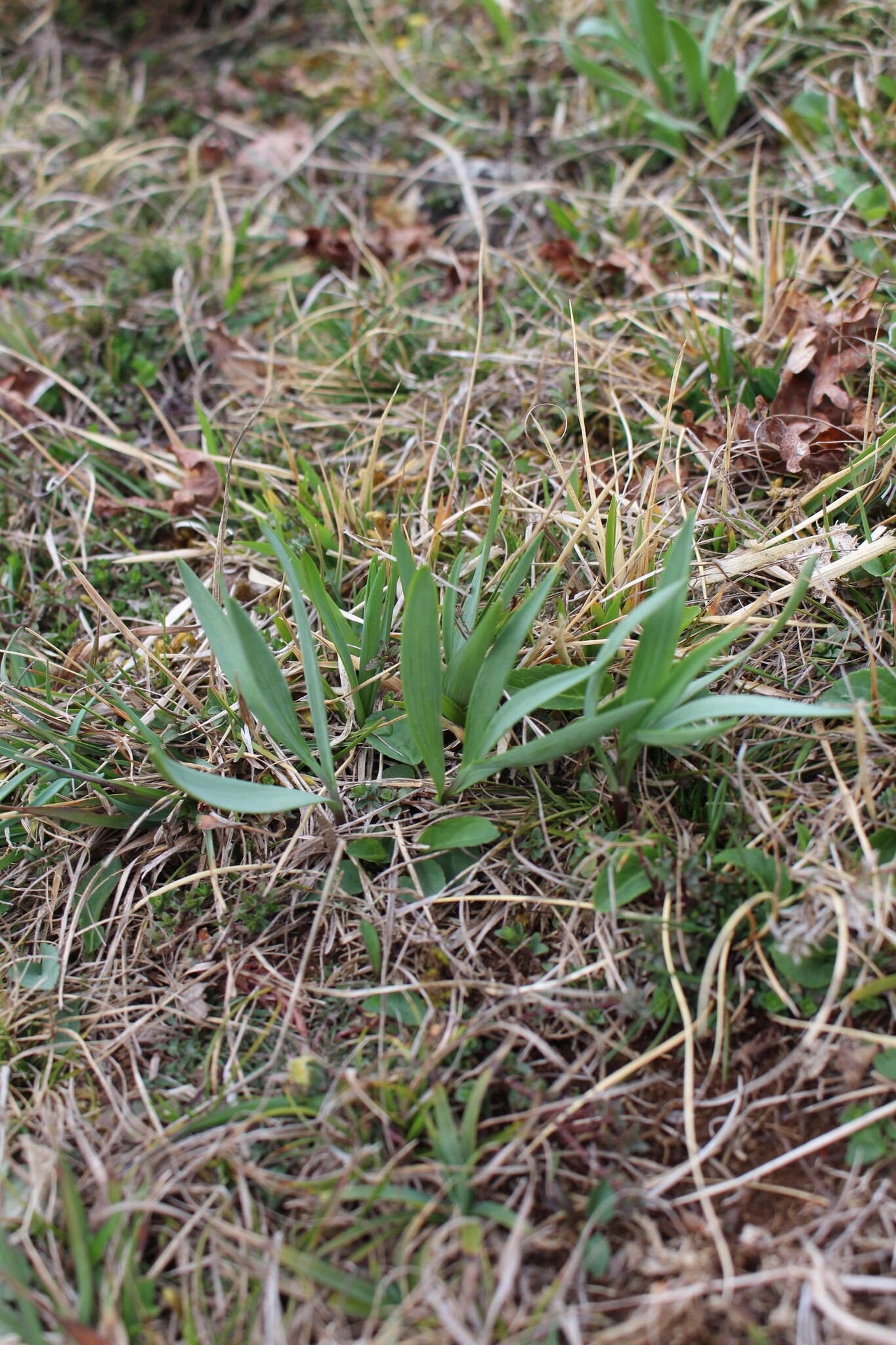 Image of Fritillaria pyrenaica L.