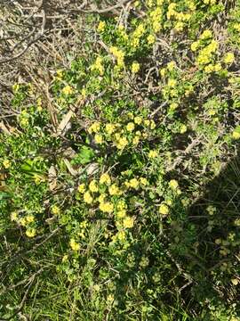 Imagem de Baccharis vernalis F. H. Hellwig