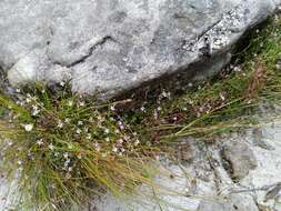 صورة Lobelia filicaulis (C. Presl) Schönland