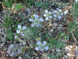 Image of black bread weed