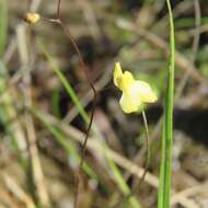 Image of Zigzag bladderwort