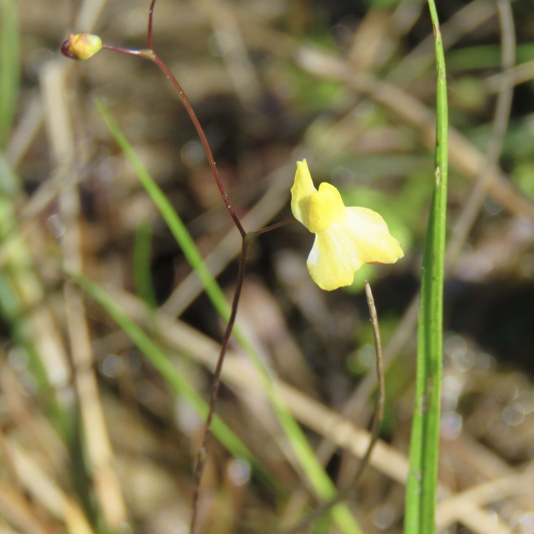 Image of Zigzag bladderwort