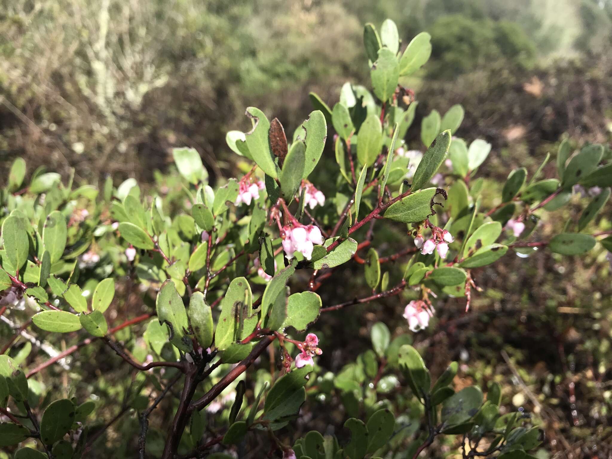 Слика од Arctostaphylos densiflora M. S. Baker