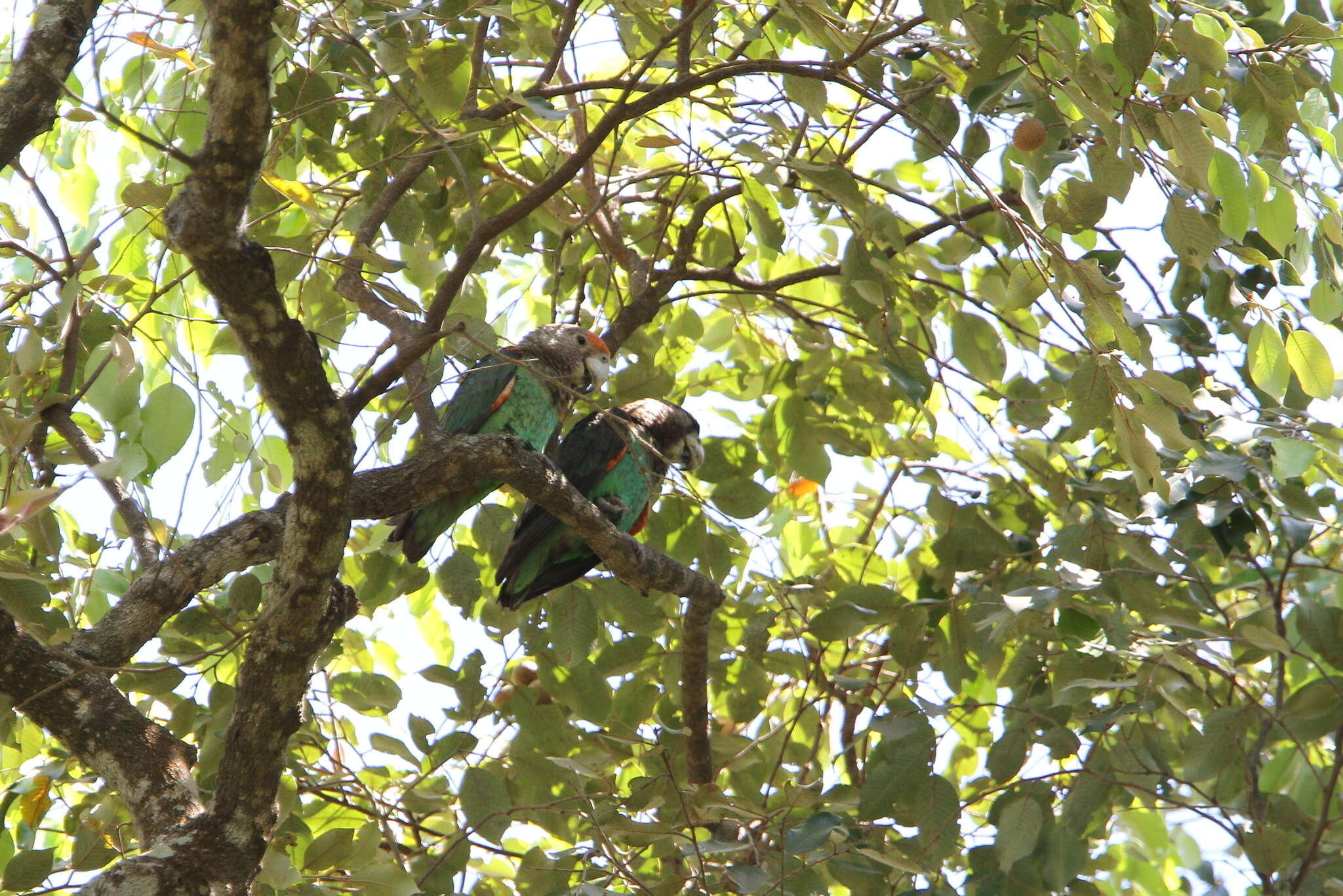 Image of Brown-necked Parrot