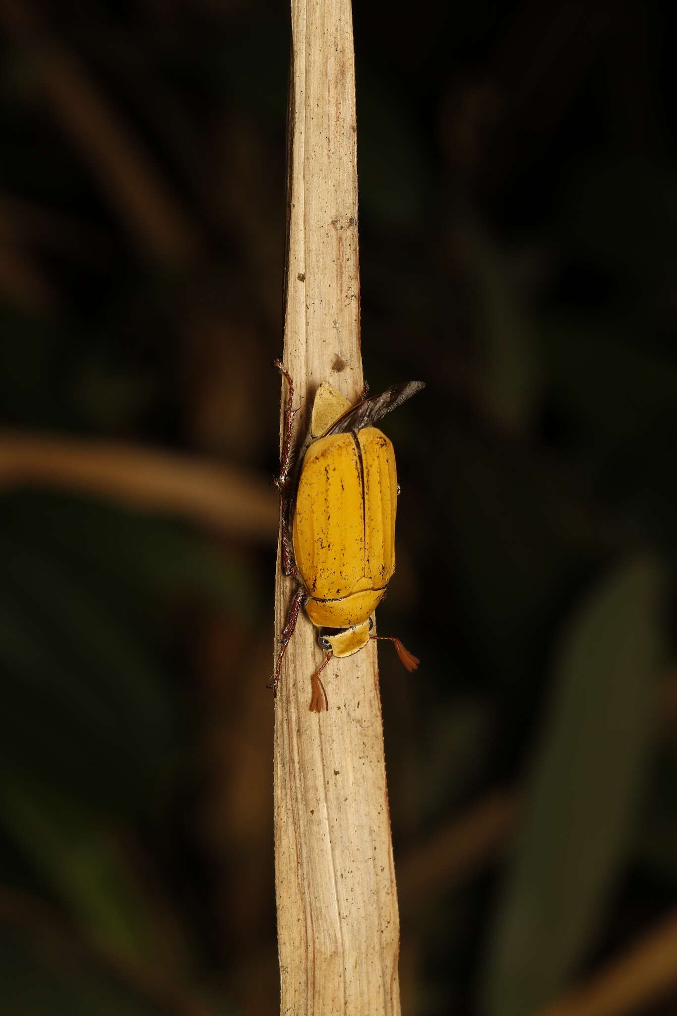 Imagem de Cyphochilus apicalis Waterhouse 1867