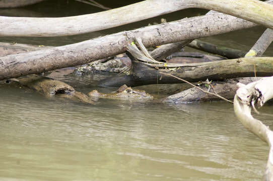 Image of Common Caiman