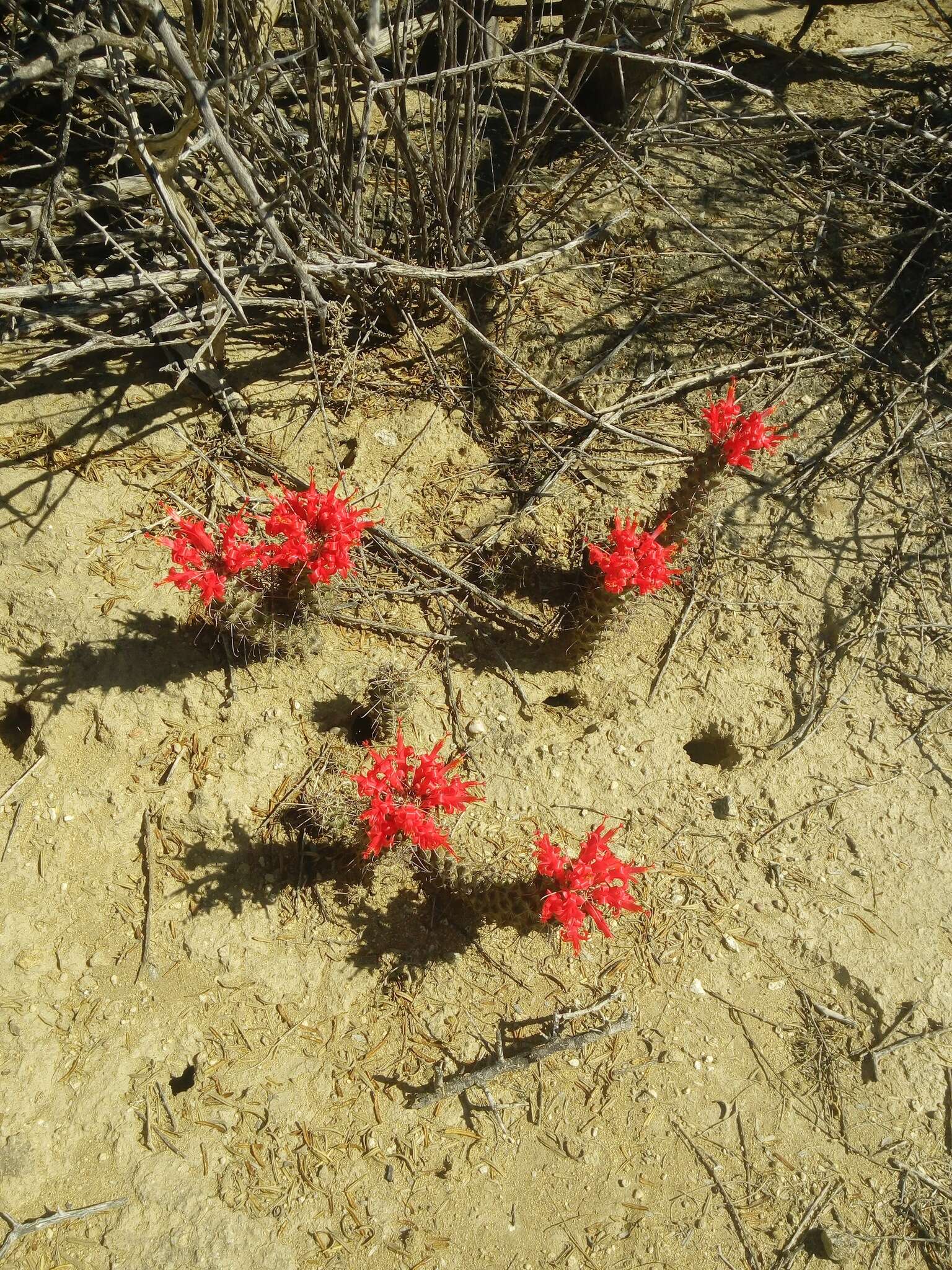 Imagem de Mammillaria poselgeri Hildm.