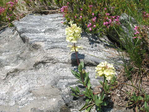 Image of high mountain penstemon