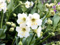 Mirabilis elegans (Choisy) Heimerl resmi