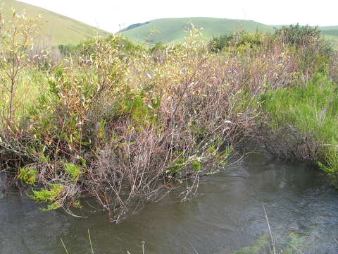 Image of Flute willow