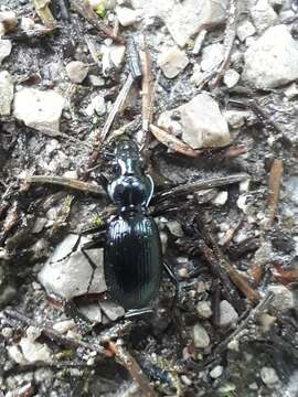 Image of Pterostichus (Pterostichus) fasciatopunctatus (Creutzer 1799)