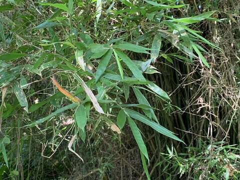 Bambusa pachinensis Hayata resmi