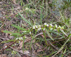 Image of Pimelea axiflora F. Müll.