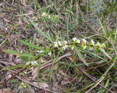 Image of Pimelea axiflora F. Müll.