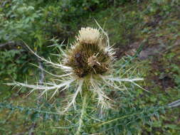 Image of Spiniest Thistle