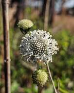 Sivun Melanthera nivea (L.) Small kuva