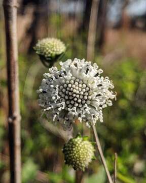 Image of snow squarestem