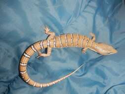 Image of Lugo's Alligator Lizard