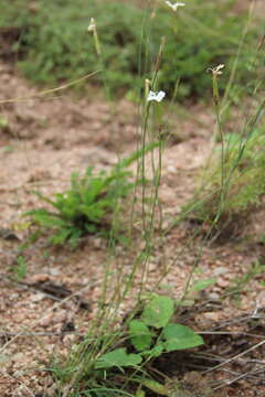 Plancia ëd Dianthus fragrans Bieb.