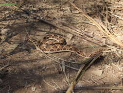 Image of Echis carinatus carinatus (Schneider 1801)