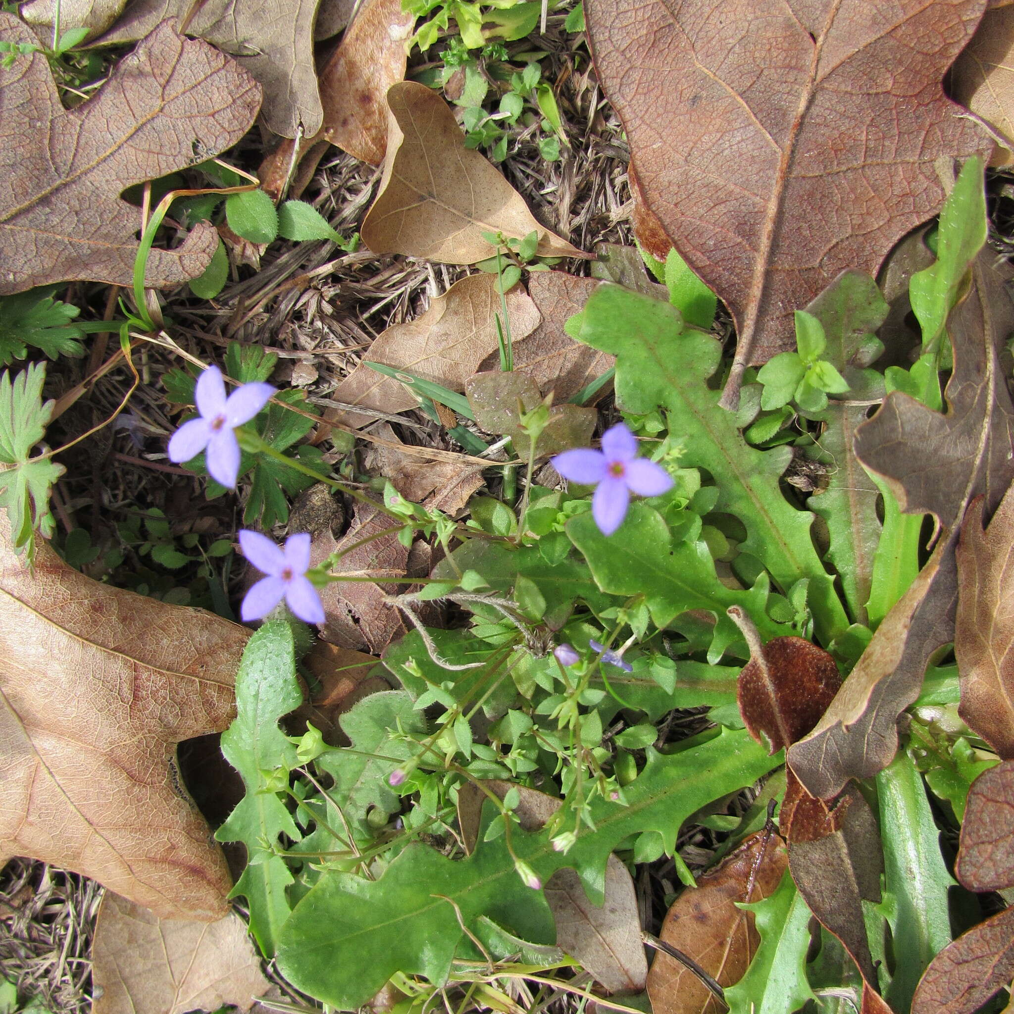 Sivun Houstonia pusilla Schoepf kuva