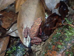 Image of Cayenne Stubfoot Toad