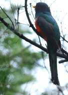 Image of Mountain Trogon