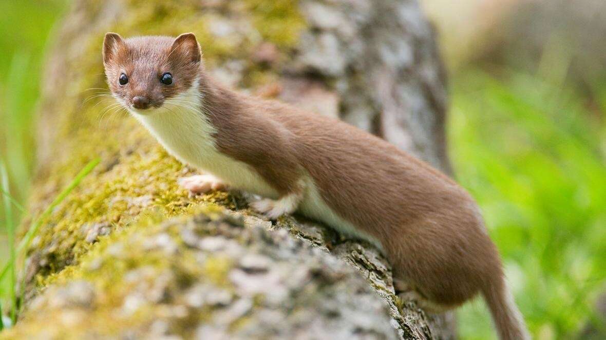 Image of Mustela erminea stabilis (Barrett-Hamilton 1904)