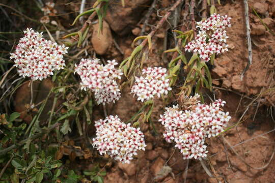 Image of Crassula scabra L.