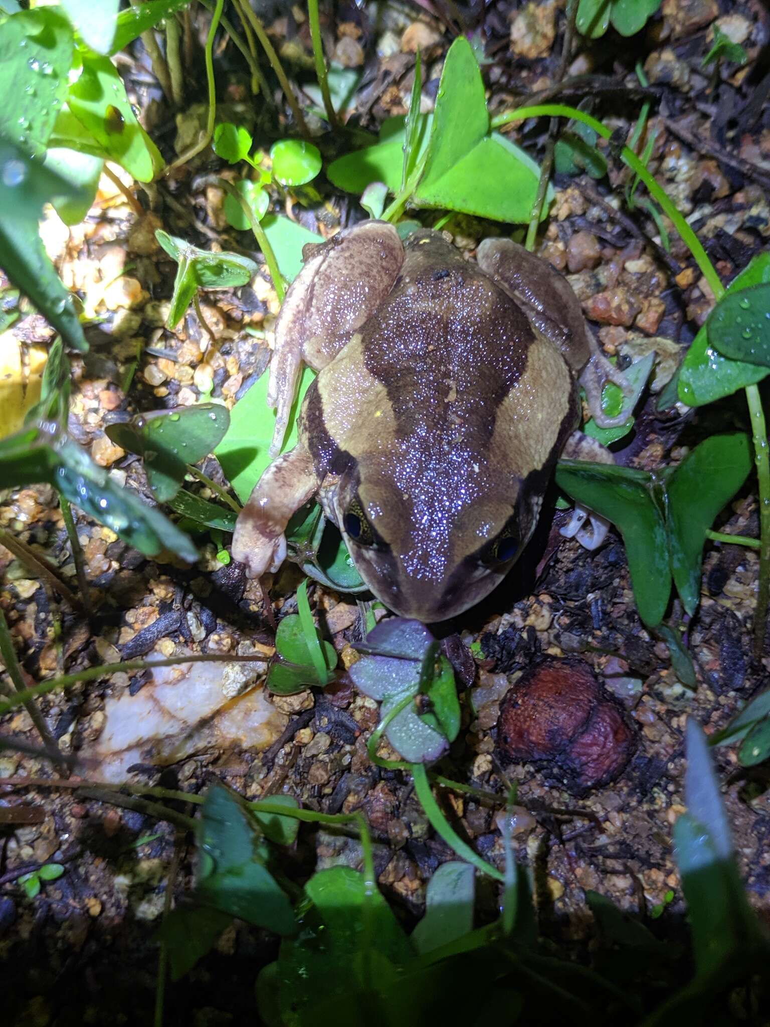 Leptopelis bocagii (Günther 1865) resmi