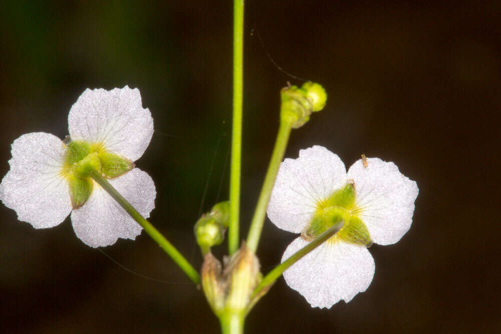 Image of Common Water-plantain