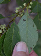 Image of Flueggea virosa subsp. melanthesoides (F. Muell.) G. L. Webster