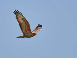 Image of Buteo buteo menetriesi Bogdanov 1879