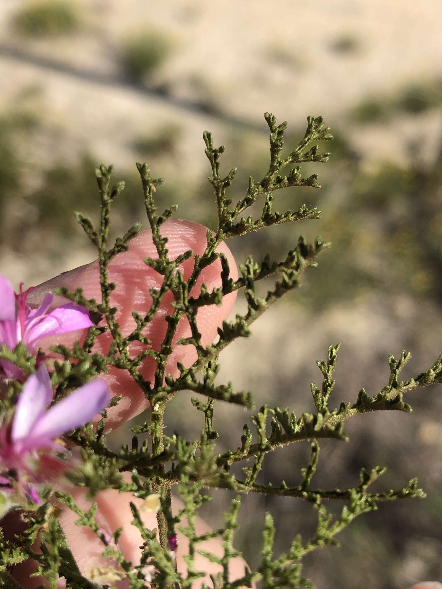 Image of Pelargonium denticulatum Jacq.