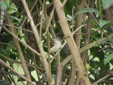 Image of Tawny-rumped Tyrannulet