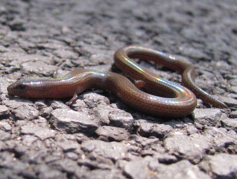 Image of Siamese Supple Skink