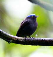 Image of Blue-crowned Manakin