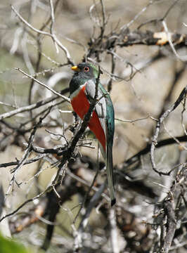 Imagem de Trogon elegans Gould 1834