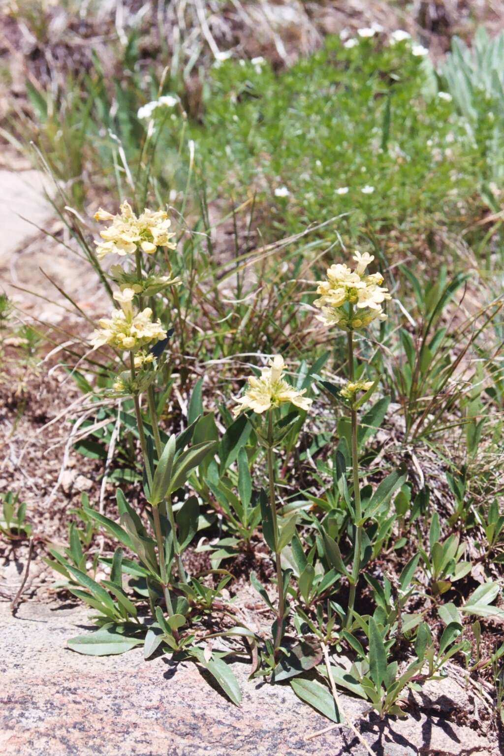 Image de Penstemon flavescens Pennell